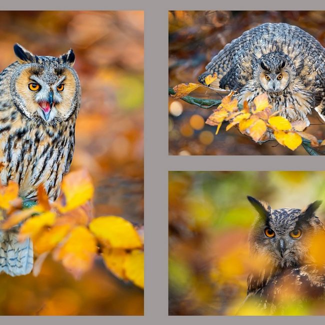 Eulen von Hans Tiglmann