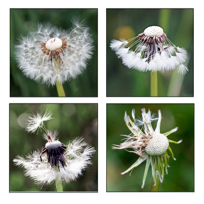 Vergänglichkeit von Anneliese Kläres