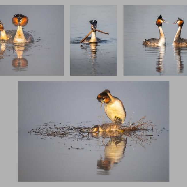 Haubentaucher von Hans Tiglmann