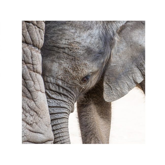 Gentle Giants von Alexandra Storck