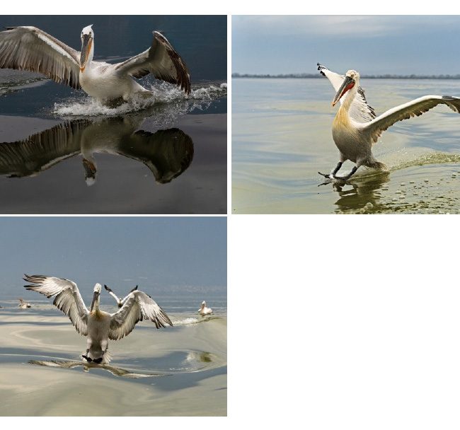 Pelikane im Landeanflug von Uwe Augustin