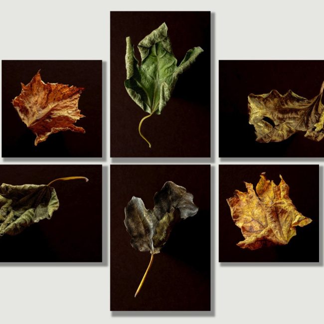 Herbstblätter von Hans Göring