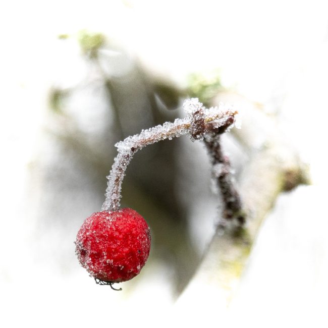 Rote Eisbeere von Christian Ebert
