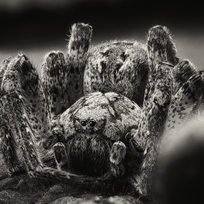 Spinne von Thomas Meier