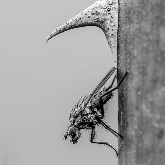 Fliege von Doris Storck
