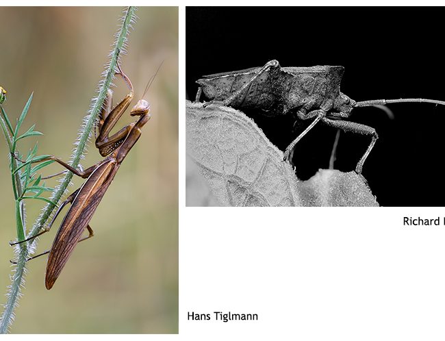 Die Siegerbilder des Wettbewerbes Kleine Dinge ganz groß. Von Richard Knapp und Hans Tiglmann