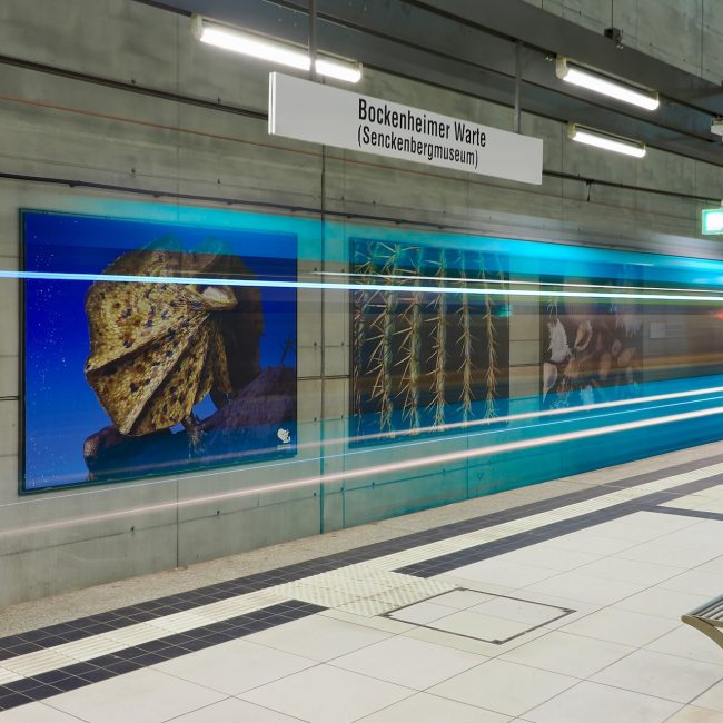 U-Bahn Senckenbergmuseum von Richard Knapp